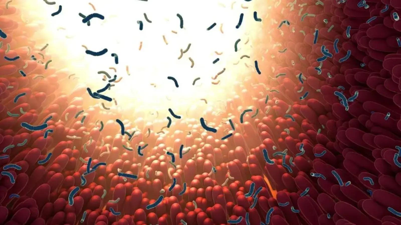 Eating Sugar While on Antibiotics May Harm Your Gut