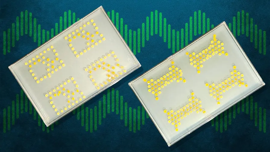 How MIT Turned Bacteria Into Living Circuit Boards