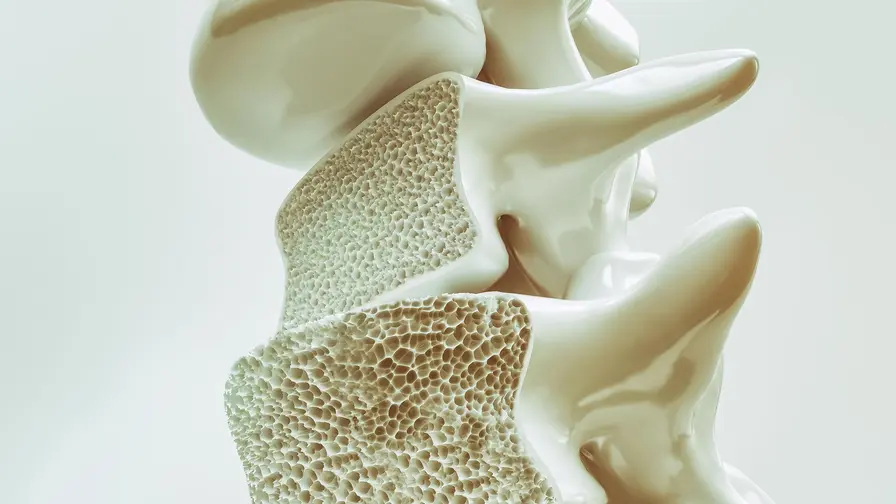 How Spine Bone Loss May Mirror Your Aging Brain and Mind