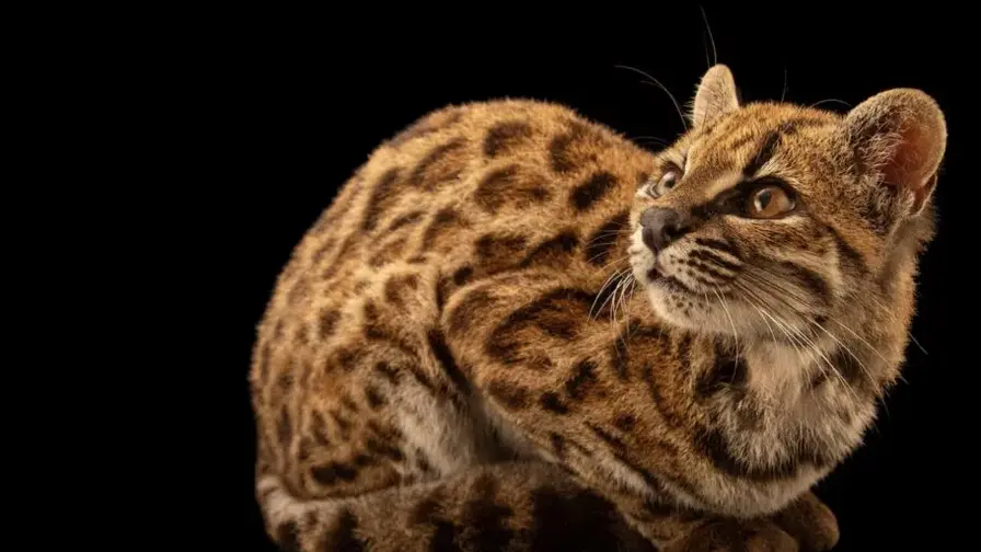 Bolivia’s Tiny Wildcat Leopardus tilcayo Finally Identified