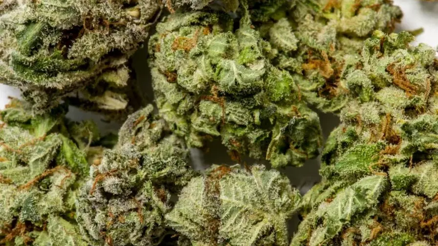 Cannabis and Sleep: When Longer Sleep Feels Like Rest