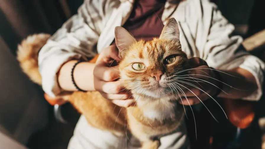 When Cats and Humans Share Hormones: A Curious Bond