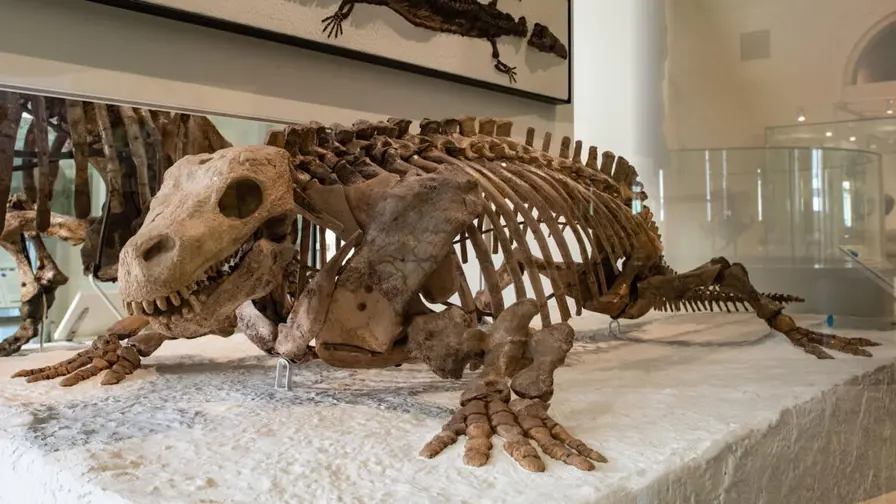 How a 345-Million-Year Fossil Upended Our View of Land