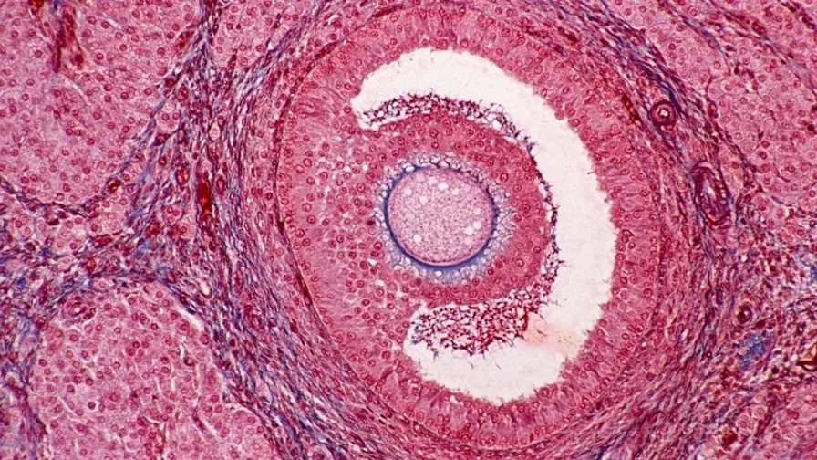Exercise May Slow Ovarian Aging - Drug Mimics Effect