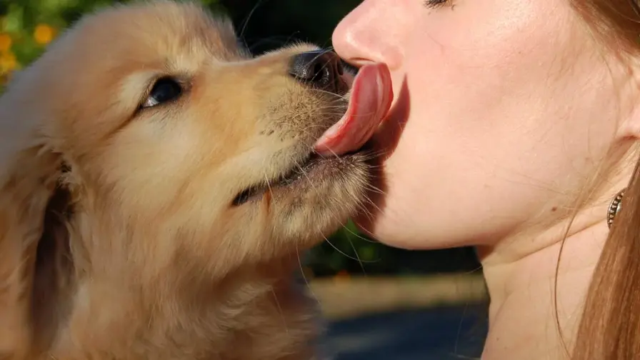 Human-Associated Mouth Parasites Found in Pets' Mouths