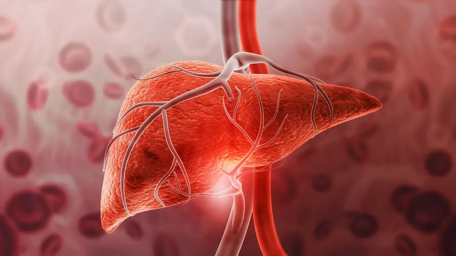 Two Days on a Vegan Diet Reshapes Liver Metabolism