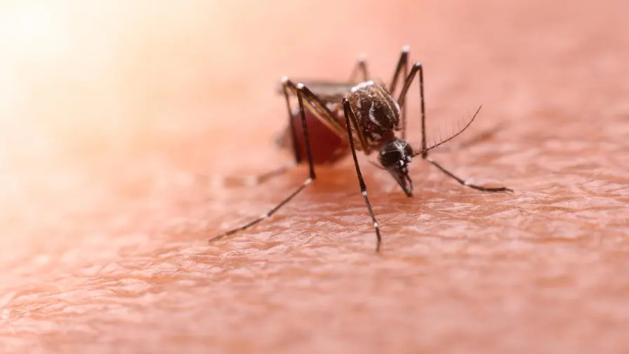 Cancer Drugs Offer a New Front Against Malaria Threats