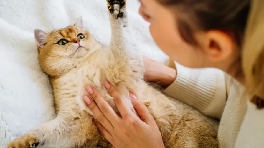 Why Countries with More House Cats Tend to Be Happier