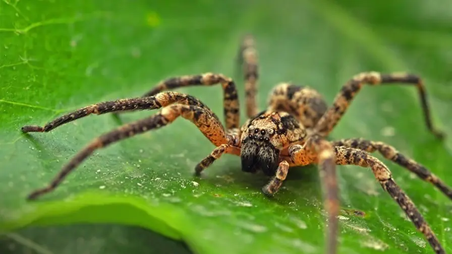 Spiders Sleep in Two Stages - Could They Be Dreaming?