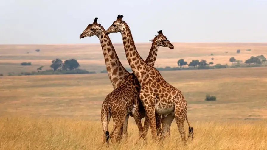 73% Decline in Wildlife Since 1970: What the Numbers Hide